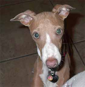 %D0%BA%D0%BE%D1%80%D0%B8%D1%87%D0%BD%D0%B5%D0%B2%D0%B0%D1%8F %D0%BB%D0%B5%D0%B2%D1%80%D0%B5%D1%82%D0%BA%D0%B0 %D0%94%D0%B6%D0%B8%D0%B0 %D0%BE%D1%81%D0%BB%D0%B0%D0%B1%D0%BB%D0%B5%D0%BD%D0%BD%D1%8B%D0%B9 %D0%B3%D0%B5%D0%BD дельютные окрасы что это