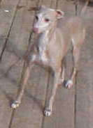 %D0%BE%D0%BA%D1%80%D0%B0%D1%81 %D0%BB%D0%B5%D0%B2%D1%80%D0%B5%D1%82%D0%BA%D0%B0 %D0%BB%D0%B8%D0%B2%D0%B5%D1%80%D0%BD%D1%8B%D0%B9 %D0%BD%D0%BE%D1%81 %D1%81%D0%BB%D0%B0%D0%B1%D1%8B%D0%B9 %D0%BE%D0%BA%D1%80%D0%B0%D1%81 Ishe дельютные окрасы что это