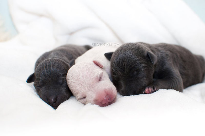 blue greyhound puppy