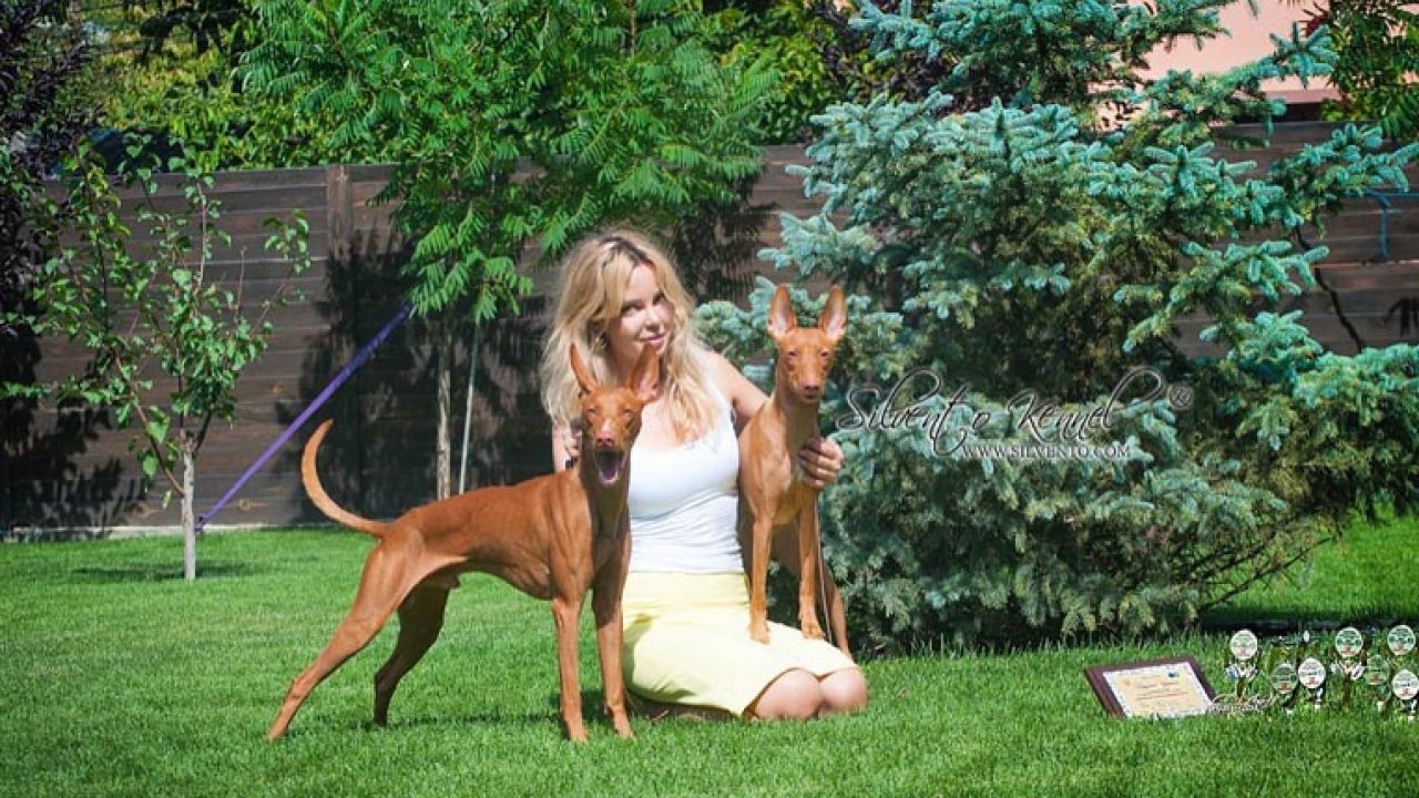 italian greyhound kennel