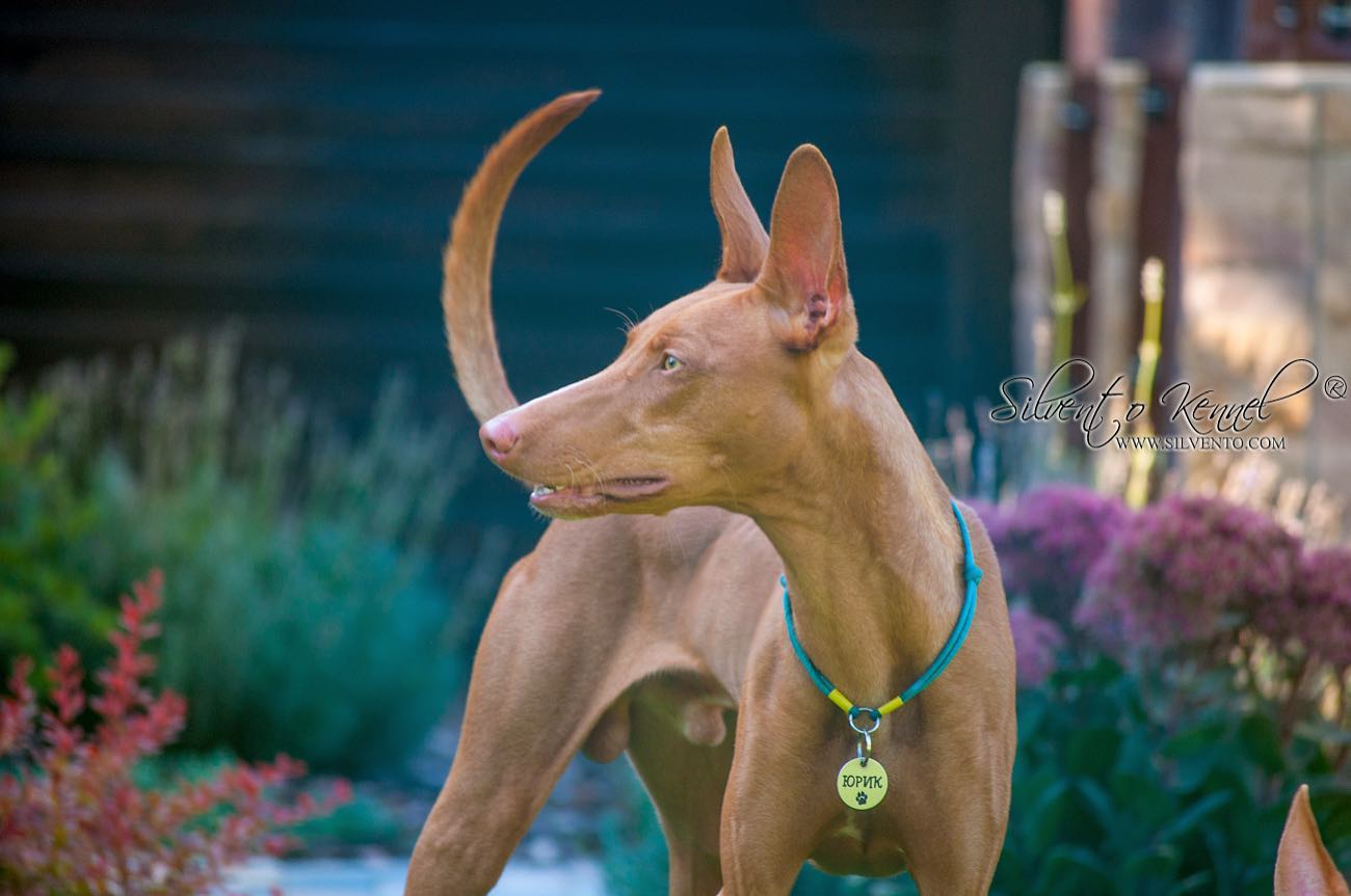 Silvento Mercury cirneco dog male. кобель чирнеко