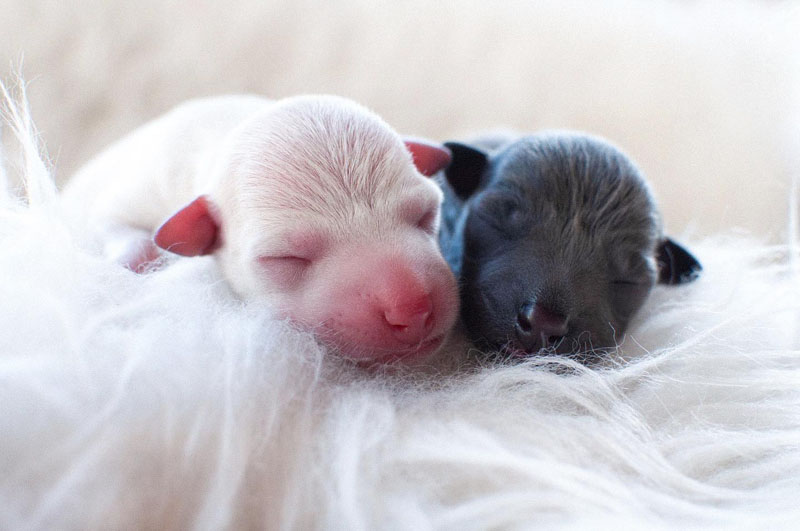 are italian greyhound puppies good for kids