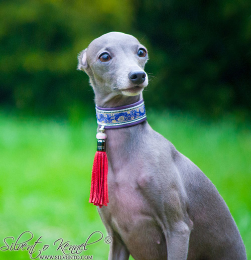 italian sighthound Silvento-Euthenia