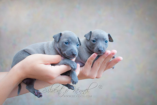 Italian hot sale greyhound puppy