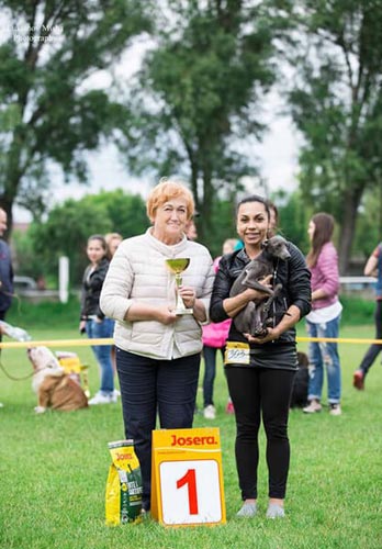 first dog show for italian greyhound Silvento Kronos
