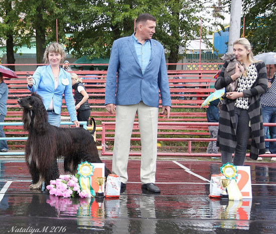 Italian greyhound in Russia, Silvento Eleusis